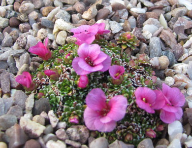 Saxifraga 'Omar Khayyam'